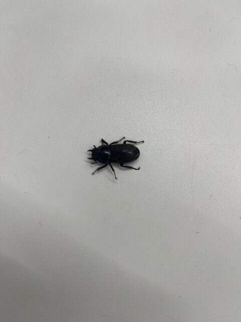小さなお客様