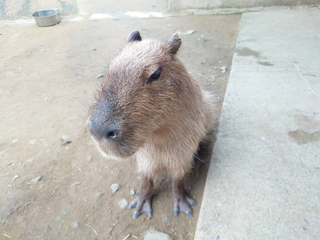 霞ヶ浦　どうぶつとみんなのいえ