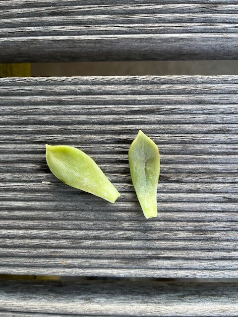多肉植物をいただきました