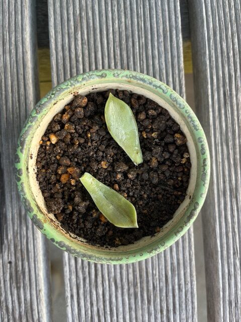多肉植物日記　ー根が出るのを待ちますー