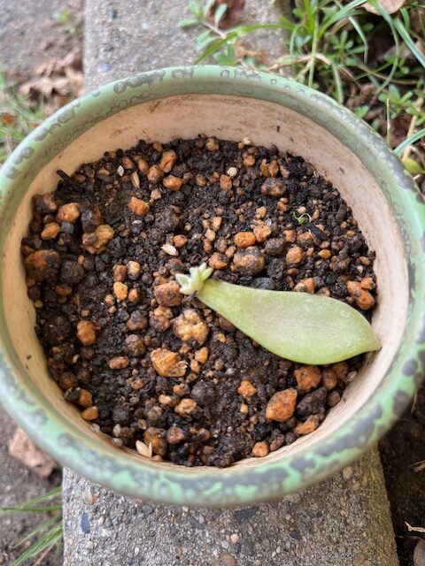 多肉植物日記　－葉が出てきました－