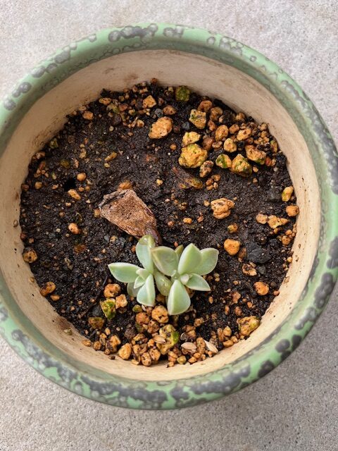 多肉植物日記　－葉が増えてきました－